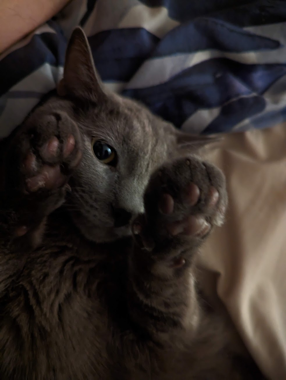 Photo of Gojo the cat