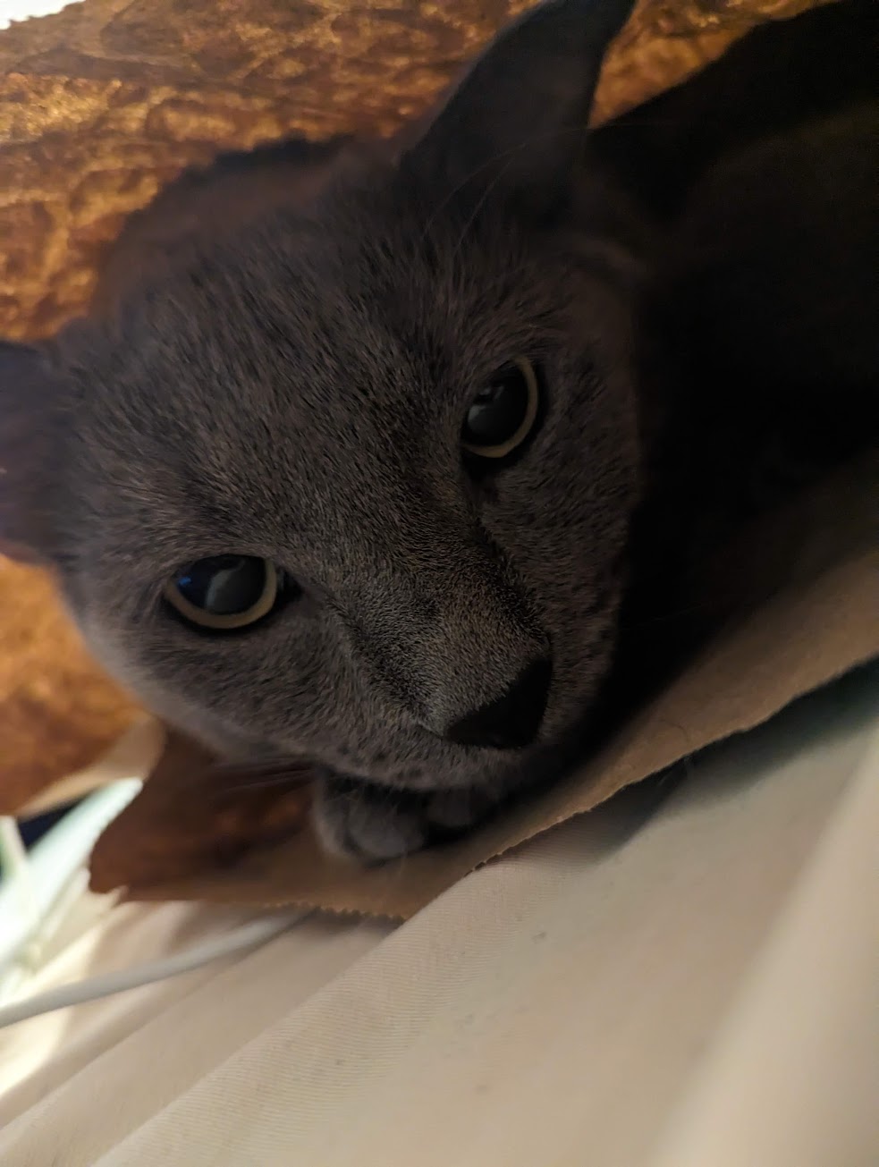 A photo of Gojo the cat
